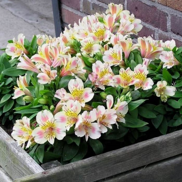 Inkalilie\u0020\u0028Alstroemeria\u0029\u0020LITTLE\u0020MISS\u0020Christina