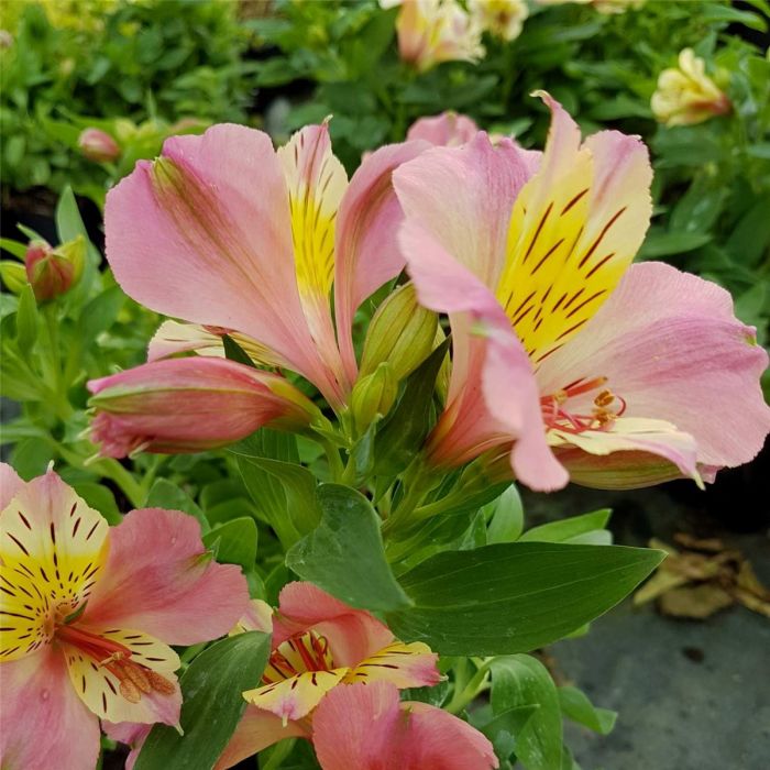 Inkalilie\u0020\u0028Alstroemeria\u0029\u0020LITTLE\u0020MISS\u0020Davina