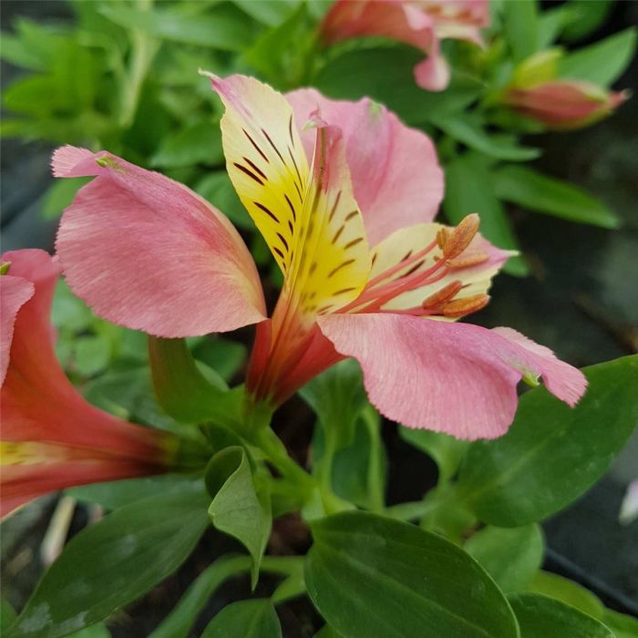 Inkalilie\u0020\u0028Alstroemeria\u0029\u0020LITTLE\u0020MISS\u0020Davina