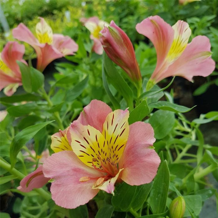 Inkalilie\u0020\u0028Alstroemeria\u0029\u0020LITTLE\u0020MISS\u0020Davina