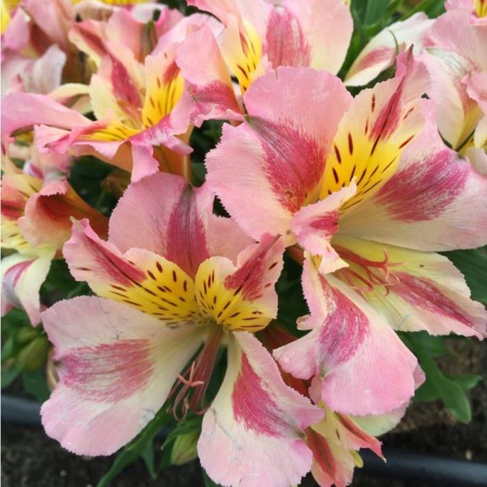 Inkalilie\u0020\u0028Alstroemeria\u0029\u0020LITTLE\u0020MISS\u0020Miranda