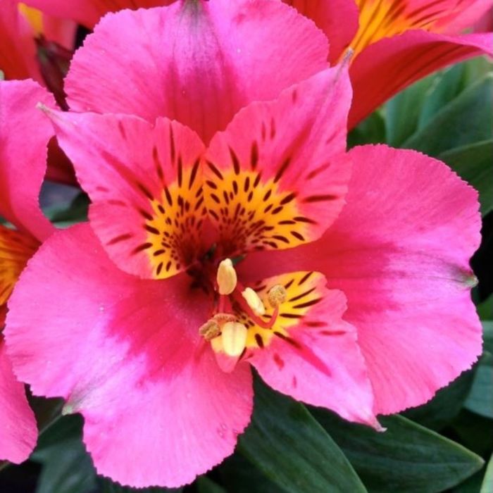 Inkalilie\u0020\u0028Alstroemeria\u0029\u0020LITTLE\u0020MISS\u0020Roselind