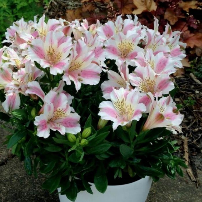 Inkalilie\u0020\u0028Alstroemeria\u0029\u0020LITTLE\u0020MISS\u0020Sophie