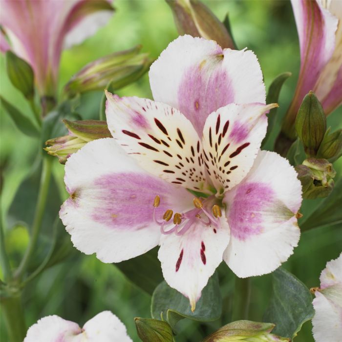 Hohe\u0020Inkalilie\u0020\u0028Alstroemeria\u0029\u0020MAJESTIC\u0020Fouger\u00E9