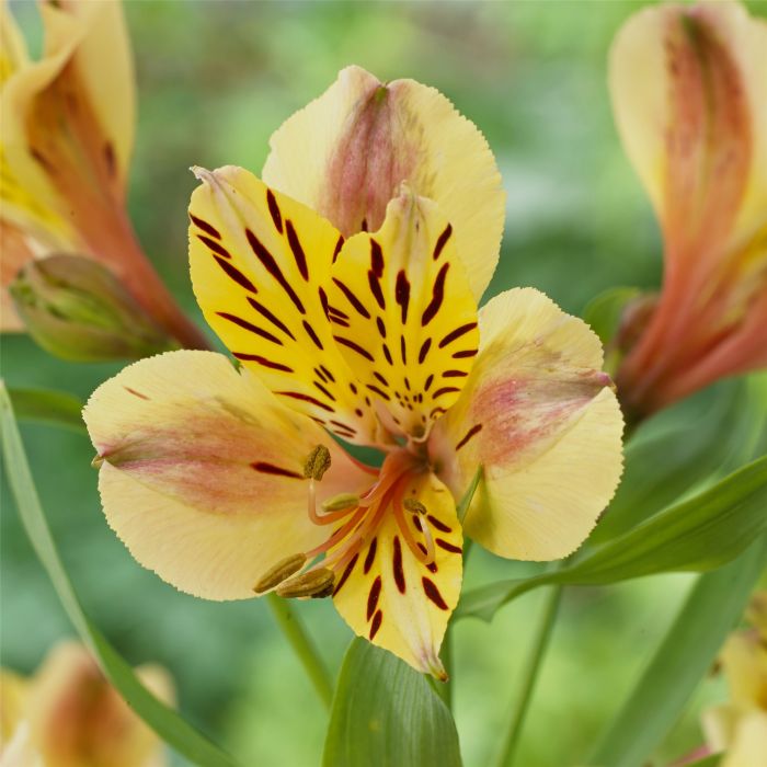 Hohe\u0020Inkalilie\u0020\u0028Alstroemeria\u0029\u0020MAJESTIC\u0020Layon