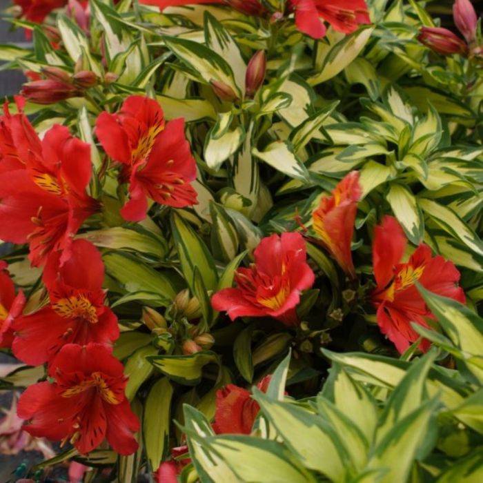 Panaschierte\u0020Inkalilie\u0020\u0028Alstroemeria\u0029\u0020Little\u0020Miss\u0020Zo\u00EB