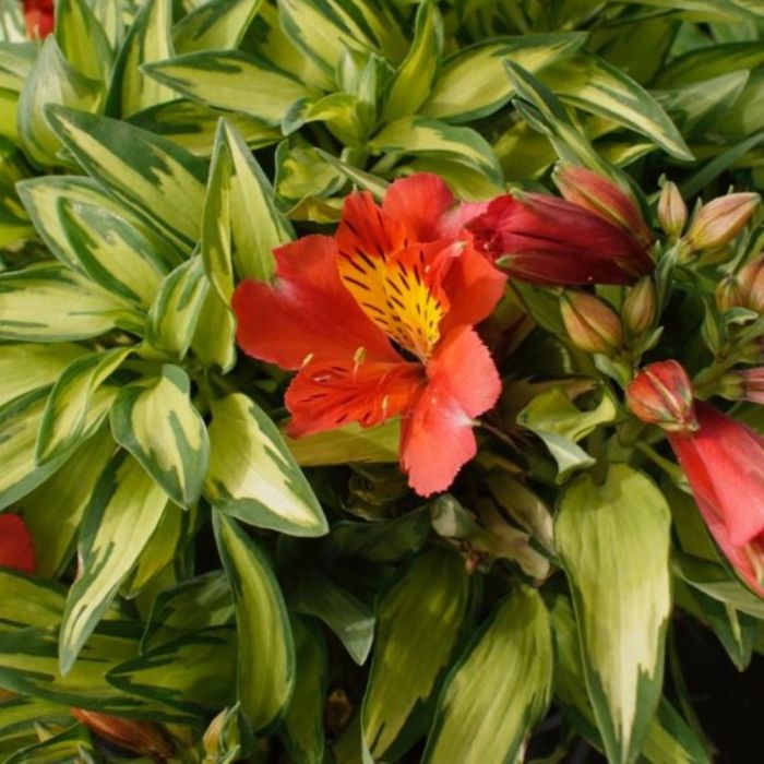 Panaschierte\u0020Inkalilie\u0020\u0028Alstroemeria\u0029\u0020Little\u0020Miss\u0020Zo\u00EB