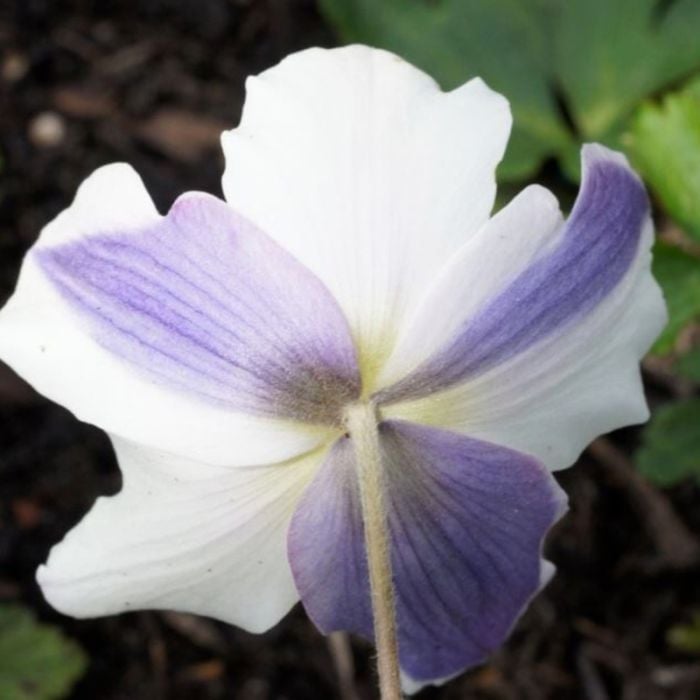 Herbst\u0020Anemone\u0020\u0028Anemone\u0020japonica\u0029\u0020Wild\u0020SWAN\u00AE