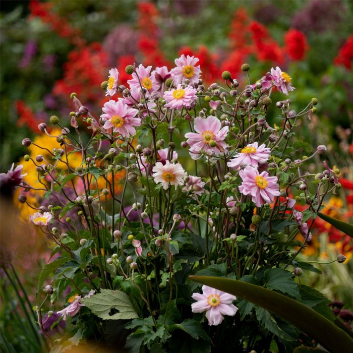 Herbstanemone\u0020\u0028Anemone\u0020hybrida\u0029\u0020Garden\u0020Breeze\u0020Whirlwind\u0020Pink