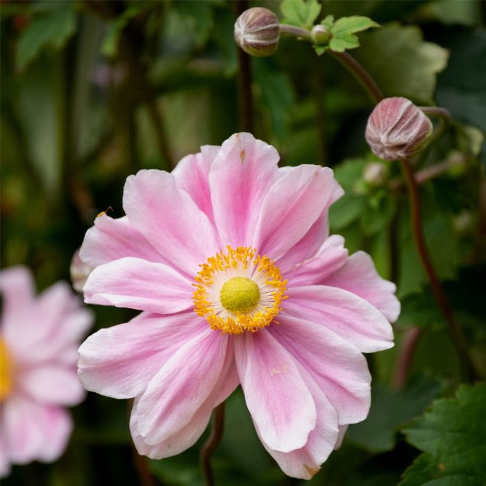 Herbstanemone\u0020\u0028Anemone\u0020hybrida\u0029\u0020Garden\u0020Breeze\u0020Whirlwind\u0020Pink