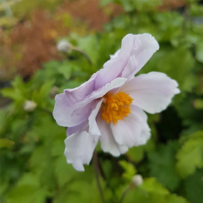 Herbst\u0020Anemone\u0020\u0028Anemone\u0020japonica\u0029\u0020Wild\u0020SWAN\u00AE