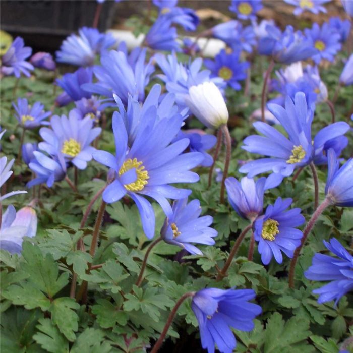 Strahlenanemone\u0020\u0028Anemone\u0020blanda\u0029\u0020Blue\u0020Shades