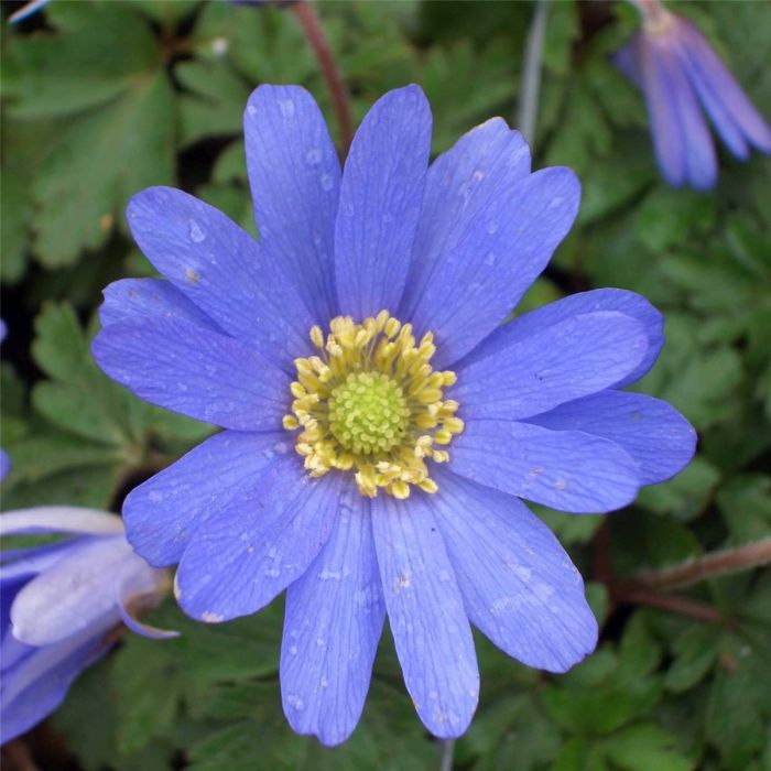 Strahlenanemone\u0020\u0028Anemone\u0020blanda\u0029\u0020Blue\u0020Shades