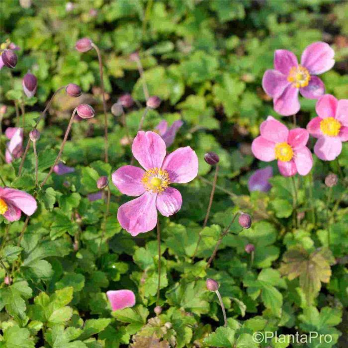 Herbst\u002DAnemone\u0020\u0028Anemone\u0020hybride\u0029\u0020Hadspen\u0020Abundance