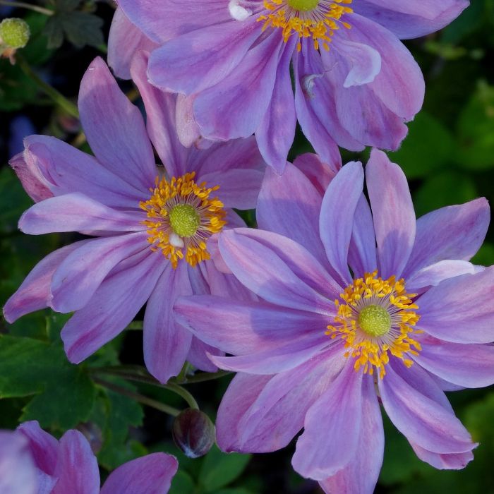 Herbst\u0020Anemone\u0020\u0028Anemone\u0020hupehensis\u0029\u0020PRETTY\u0020LADY\u0020Emily