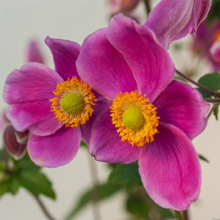 Herbst\u002DAnemone\u0020\u0028Anemone\u0020hupehensis\u0029\u0020Pretty\u0020Lady\u0020Susan