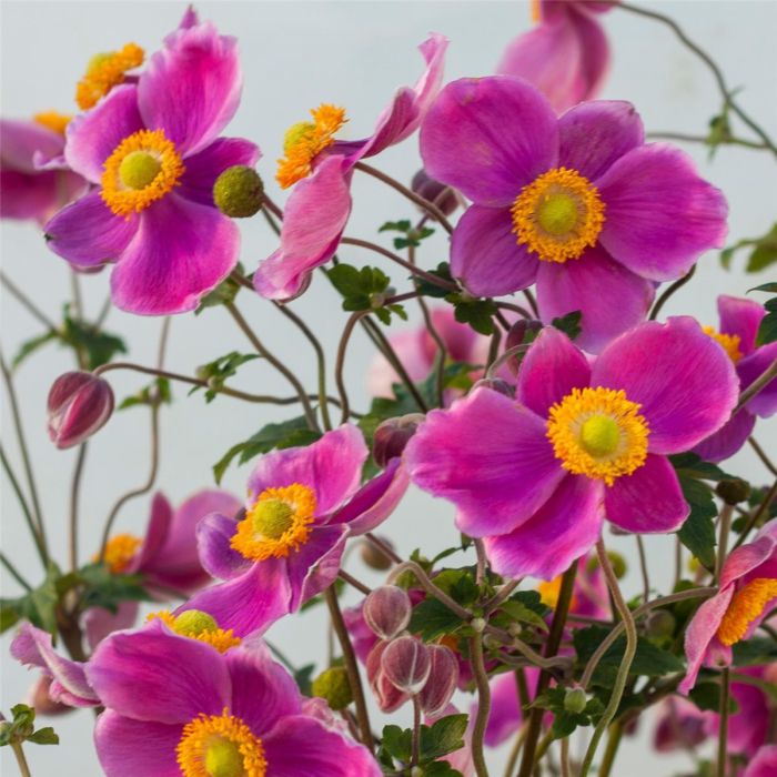 Herbst\u002DAnemone\u0020\u0028Anemone\u0020hupehensis\u0029\u0020Pretty\u0020Lady\u0020Susan