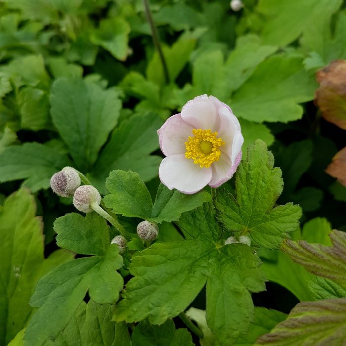 Herbstanemone\u0020\u0028Anemone\u0020hupehensis\u0029\u0020Rose\u0020Shades