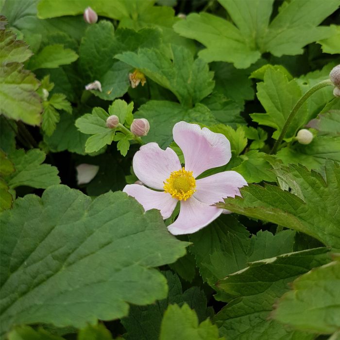 Herbstanemone\u0020\u0028Anemone\u0020hupehensis\u0029\u0020Rose\u0020Shades