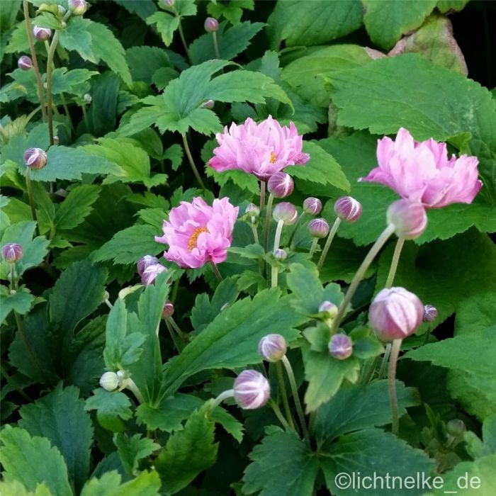 Herbst\u002DAnemone\u0020\u0028Anemone\u00A0hybride\u0029\u0020Fantasy\u0020Pocahontas