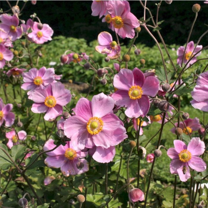 Herbst\u002DAnemone\u0020\u0028Anemone\u0020japonica\u0029\u0020Rosenschale