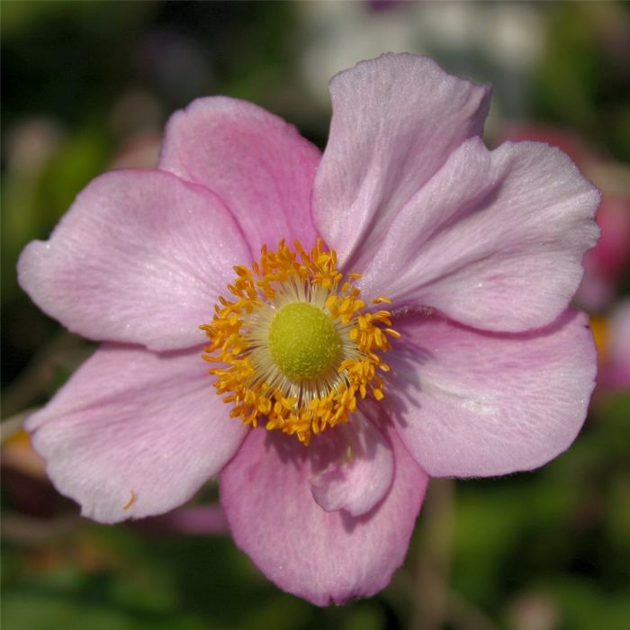 Herbst\u002DAnemone\u0020\u0028Anemone\u0020japonica\u0029\u0020Rosenschale