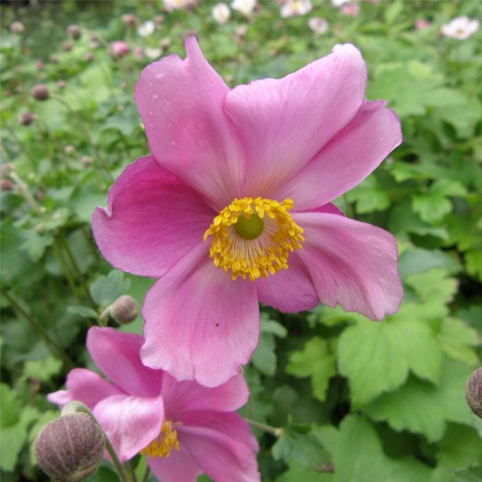 Herbst\u002DAnemone\u0020\u0028Anemone\u0020japonica\u0029\u0020Rosenschale