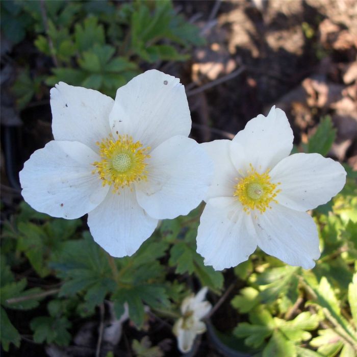 Waldanemone\u0020\u0028Anemone\u0020sylvestris\u0029\u0020Snow\u0020White