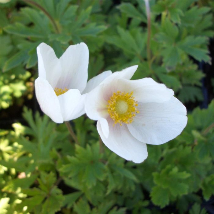 Waldanemone\u0020\u0028Anemone\u0020sylvestris\u0029\u0020Snow\u0020White