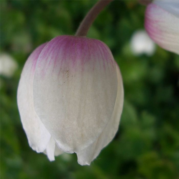 Waldanemone\u0020\u0028Anemone\u0020sylvestris\u0020\u0029\u0020Snow\u0020White