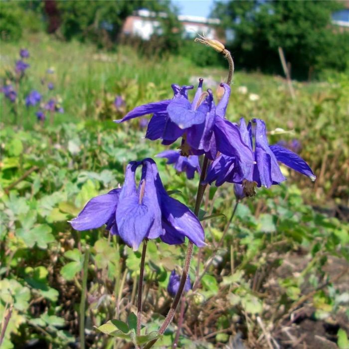 Alpenakelei\u0020\u0028Aquilegia\u0020alpina\u0020\u0029\u0020