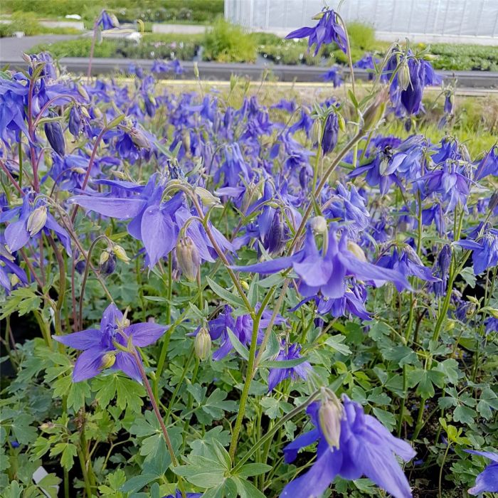 Alpenakelei\u0020\u0028Aquilegia\u0020alpina\u0020\u0029\u0020