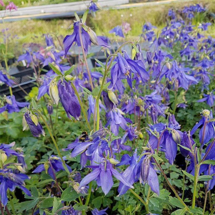 Alpenakelei\u0020\u0028Aquilegia\u0020alpina\u0020\u0029\u0020