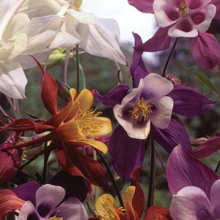 Sibirische\u0020Akelei\u0020\u0028Aquilegia\u0020caerulea\u0029\u0020Biedermeier