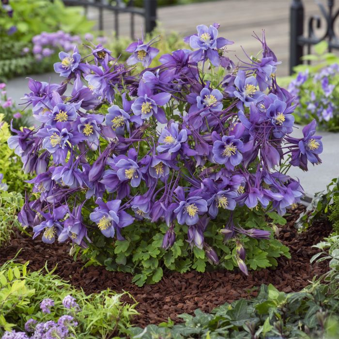 Akelei\u0020\u0028Aquilegia\u0020caerulea\u0029\u0020EARLYBIRD\u0020Purple\u0020Blue