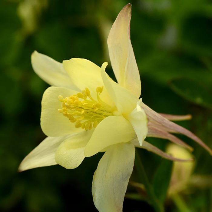 Akelei\u0020\u0028Aquilegia\u0020caerulea\u0029\u0020EARLYBIRD\u0020Yellow