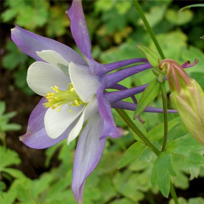 Akelei\u0020\u0028Aquilegia\u0020Caerulea\u002DHybride\u0029\u0020BLUE\u0020STAR