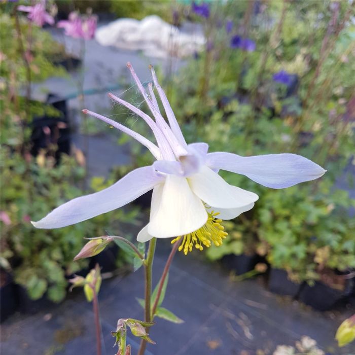 Akelei\u0020\u0028Aquilegia\u0020Caerulea\u002DHybride\u0029\u0020BLUE\u0020STAR