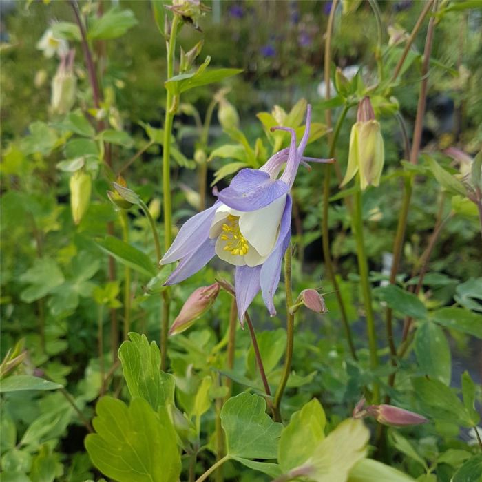 Akelei\u0020\u0028Aquilegia\u0020Caerulea\u002DHybride\u0029\u0020BLUE\u0020STAR