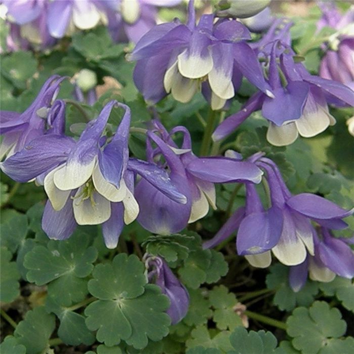 Zwerg\u002DAkelei\u0020\u0028Aquilegia\u0020flabellata\u0029\u0020Cameo\u0020Blau\u0020Wei\u00DF