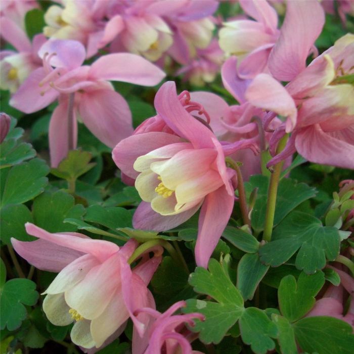 Zwergakelei\u0020\u0020\u0028Aquilegia\u0020flabellata\u0020\u0029\u0020Cameo\u0020Rosa\u0020Wei\u00DF\u0020