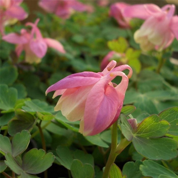 Zwergakelei\u0020\u0020\u0028Aquilegia\u0020flabellata\u0020\u0029\u0020Cameo\u0020Rosa\u0020Wei\u00DF\u0020