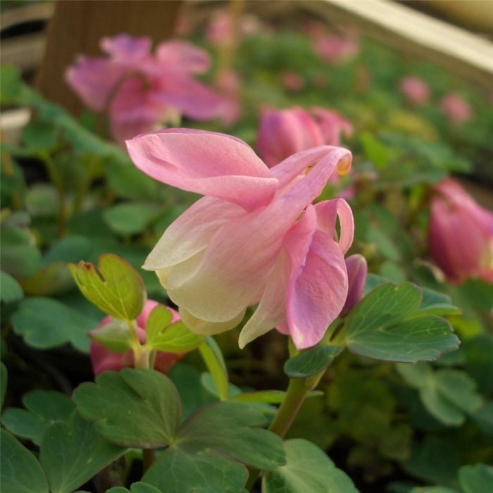 Zwergakelei\u0020\u0020\u0028Aquilegia\u0020flabellata\u0020\u0029\u0020Cameo\u0020Rosa\u0020Wei\u00DF\u0020