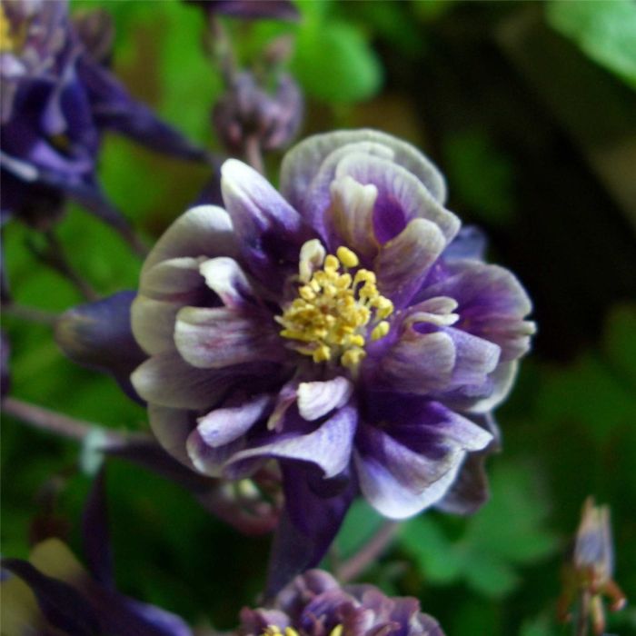 Akelei\u0020\u0028Aquilegia\u0020vulgaris\u0029\u0020Winky\u0020Blue\u0020White\u0020double