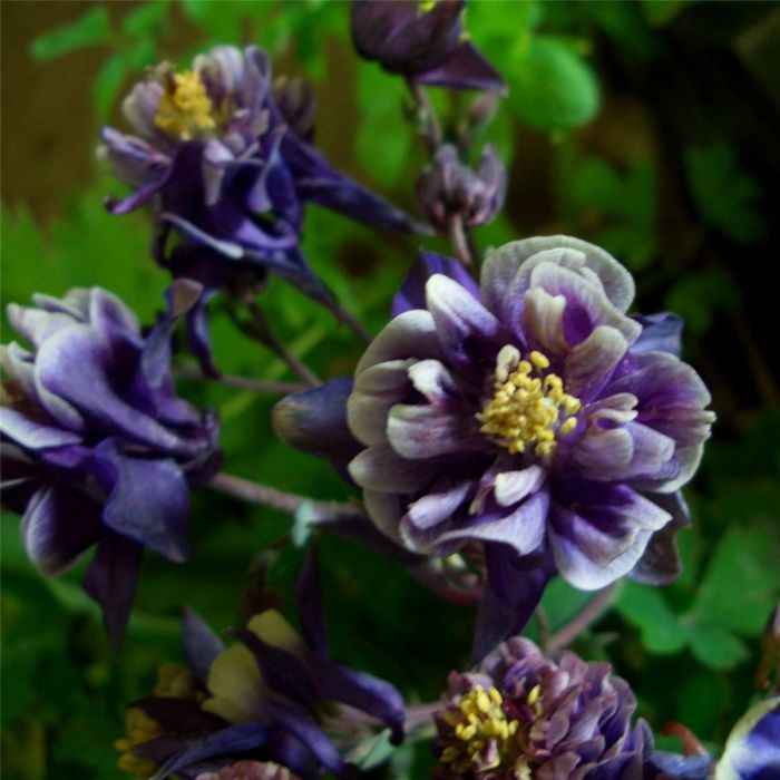 Akelei\u0020\u0028Aquilegia\u0020vulgaris\u0029\u0020Winky\u0020Blue\u0020White\u0020double