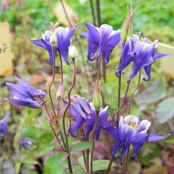 Akelei\u0020\u0028Aquilegia\u0020vulgaris\u0020\u0029\u0020Winky\u0020Blue\u002Dwhite\u0020simply