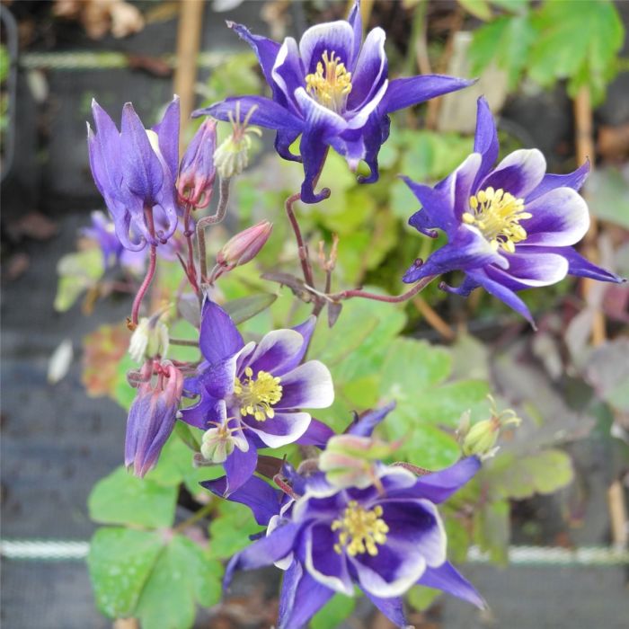 Akelei\u0020\u0028Aquilegia\u0020vulgaris\u0020\u0029\u0020Winky\u0020Blue\u002Dwhite\u0020simply