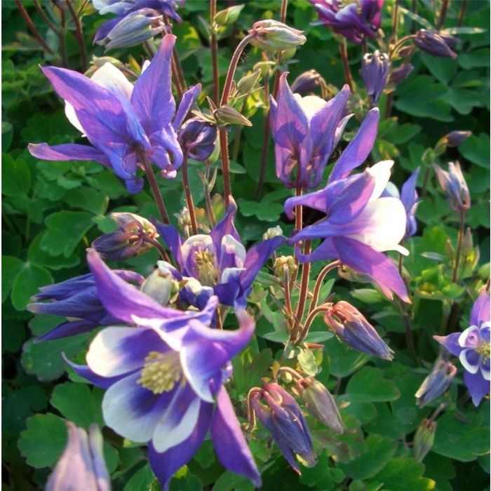 Akelei\u0020\u0028Aquilegia\u0020vulgaris\u0020\u0029\u0020Winky\u0020Blue\u002Dwhite\u0020simply