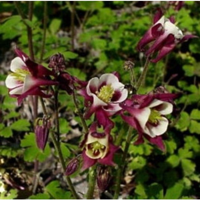 Akelei\u0020\u0028Aquilegia\u0020vulgaris\u0029\u0020Winky\u0020Red\u002DWhite\u0020simply