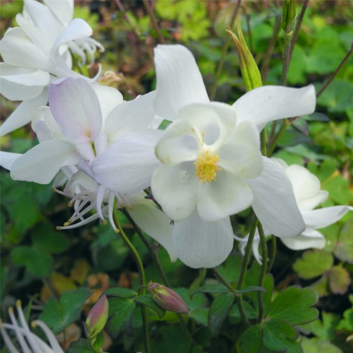 Akelei\u0020\u0028Aquilegia\u0020x\u0020caerulea\u0029\u0020SPRING\u0020MAGIC\u0020White